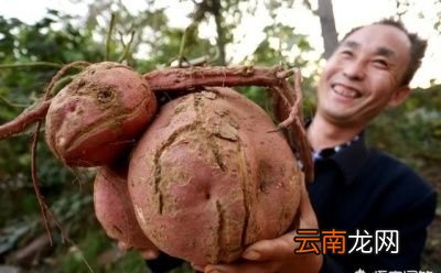 造成红薯开裂的主要原因