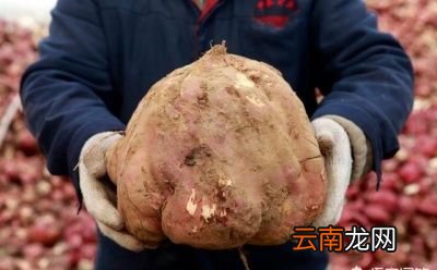 造成红薯开裂的主要原因