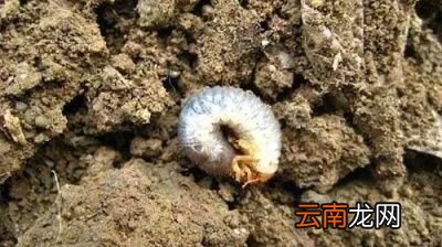 造成红薯开裂的主要原因