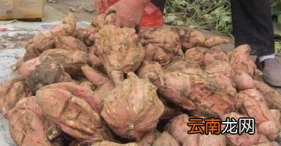 红薯出现裂缝的原因