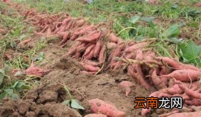 红薯出现裂缝的原因