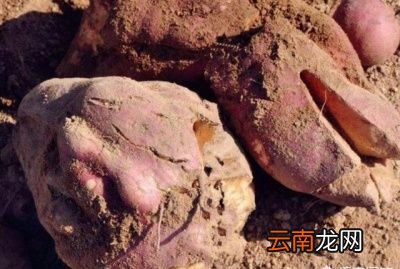 红薯生长裂皮的原因分析