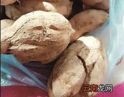 红薯生长裂皮的原因分析