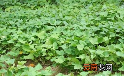 红薯品种的原因