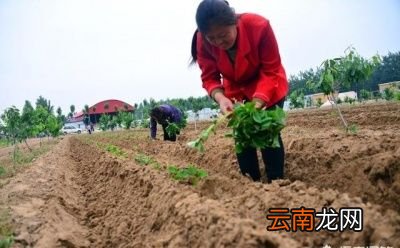 红薯品种的原因