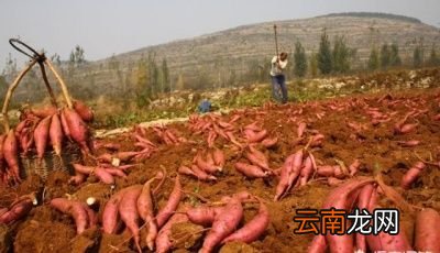 红薯品种的原因