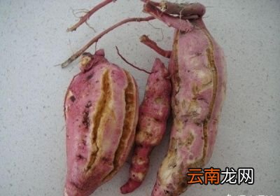红薯品种的原因