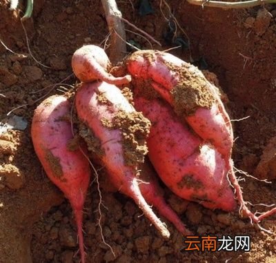 红薯开裂是由以下原因造成