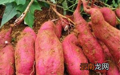 红薯开裂是由以下原因造成