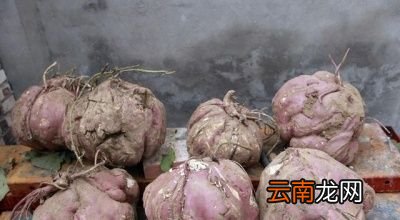 红薯开裂是由以下原因造成