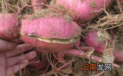 红薯开裂是由以下原因造成
