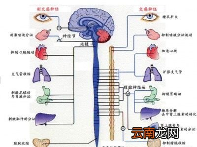 单纯性的大便干燥应该如何缓解呢