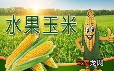 什么是水果玉米