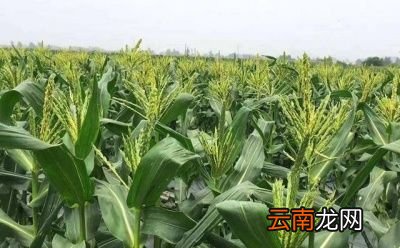 什么是水果玉米