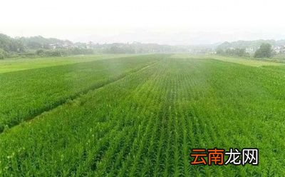 什么是水果玉米
