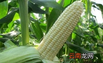 什么是水果玉米