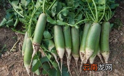 再来说说水果萝卜的好处有什么