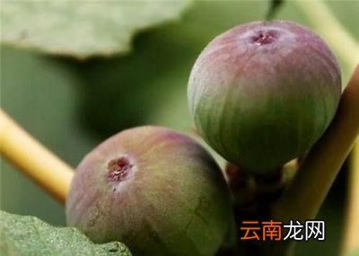 无花果等水果想增加表面光亮度有什么方法吗