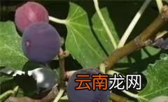 无花果等水果想增加表面光亮度有什么方法吗