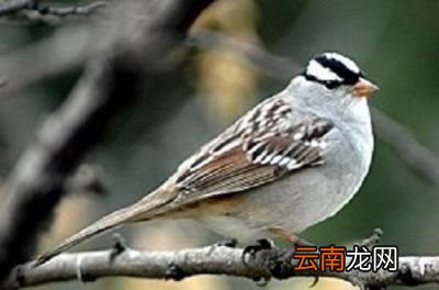 人类的体温为何偏偏是37摄氏度