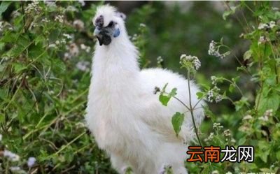 养殖一万只乌鸡一年能赚多少钱