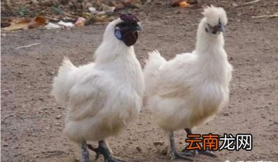 养殖一万只乌鸡一年能赚多少钱