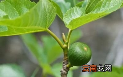 无花果树施基肥的时间和方法