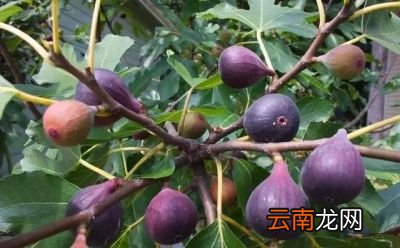 无花果树施基肥的时间和方法