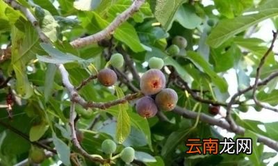 无花果树施基肥的时间和方法