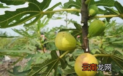 无花果树施基肥的时间和方法