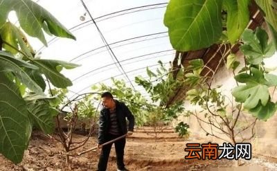无花果树施基肥的时间和方法