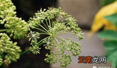 当归→栽培技巧