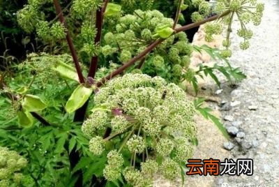 当归→栽培技巧