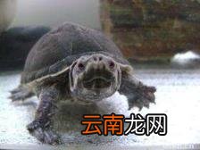 乌龟偶尔发出噗噗声的原因 乌龟叫唤是怎么回事不爱吃饭