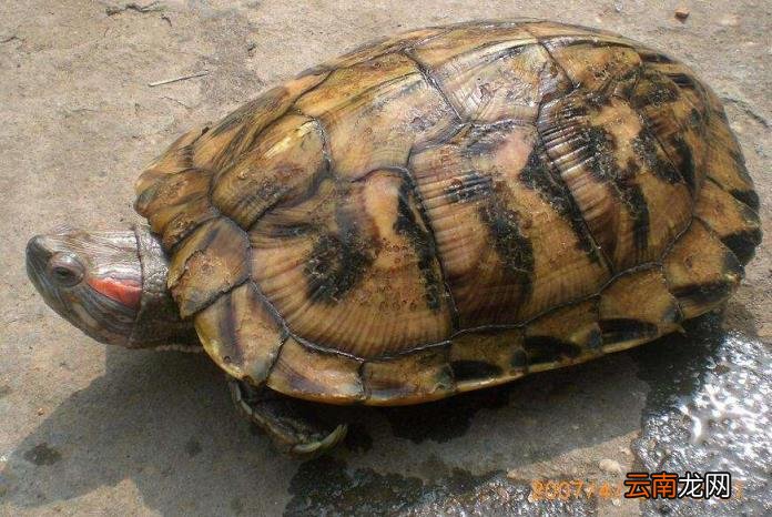 乌龟偶尔发出噗噗声的原因 乌龟叫唤是怎么回事不爱吃饭