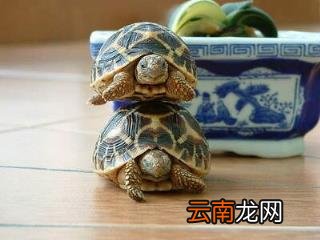 乌龟偶尔发出噗噗声的原因 乌龟叫唤是怎么回事不爱吃饭