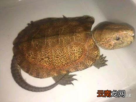乌龟偶尔发出噗噗声的原因 乌龟叫唤是怎么回事不爱吃饭