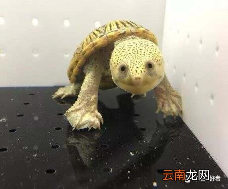 乌龟偶尔发出噗噗声的原因 乌龟叫唤是怎么回事不爱吃饭