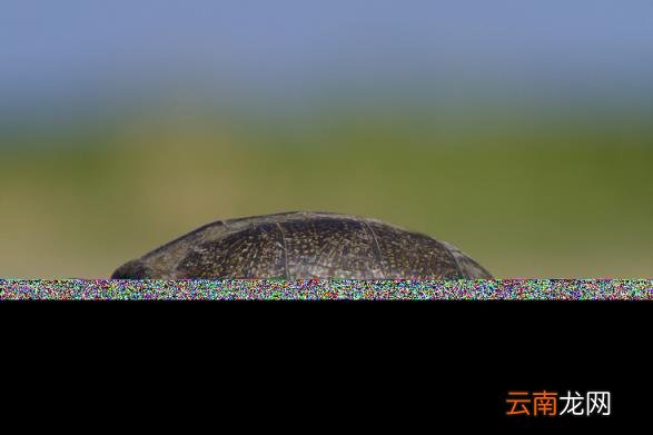 乌龟偶尔发出噗噗声的原因 乌龟叫唤是怎么回事不爱吃饭