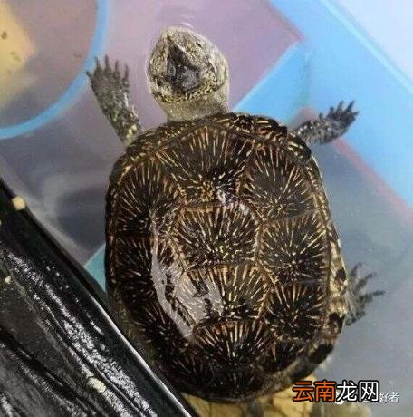 乌龟偶尔发出噗噗声的原因 乌龟叫唤是怎么回事不爱吃饭