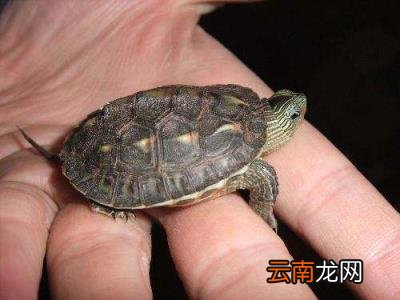 乌龟偶尔发出噗噗声的原因 乌龟叫唤是怎么回事不爱吃饭