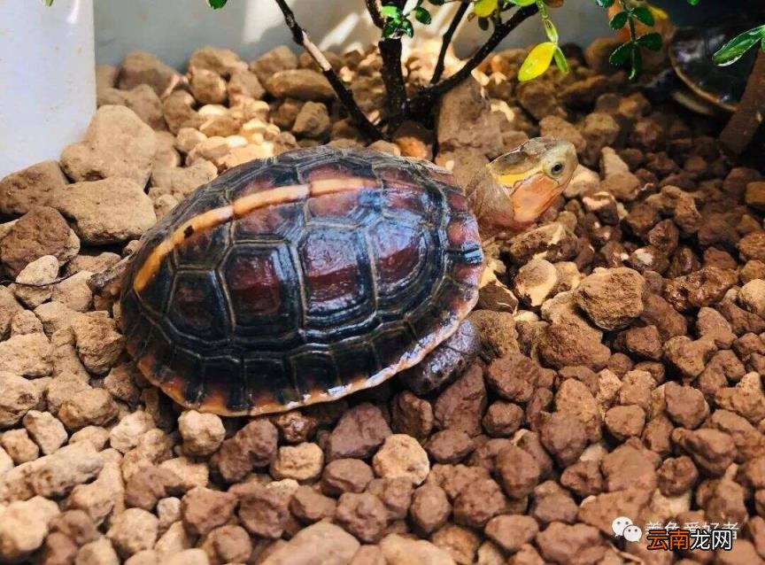乌龟偶尔发出噗噗声的原因 乌龟叫唤是怎么回事不爱吃饭