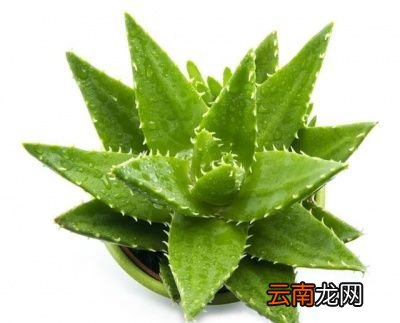 芦荟直接涂在脸上行吗