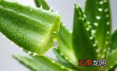 芦荟能保湿镇静舒缓吗晒后能不能用做修复