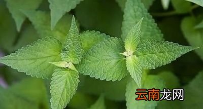 农村的野薄荷只能用来喂鸡吗还有什么用途