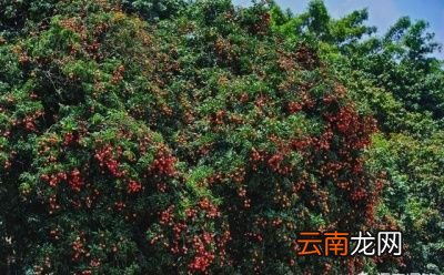 今年夏天你吃荔枝龙眼了吗贵吗