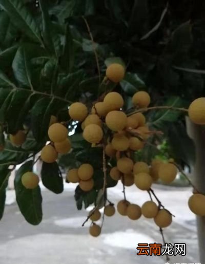今年夏天你吃荔枝龙眼了吗贵吗