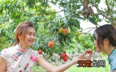 今年夏天你吃荔枝龙眼了吗贵吗