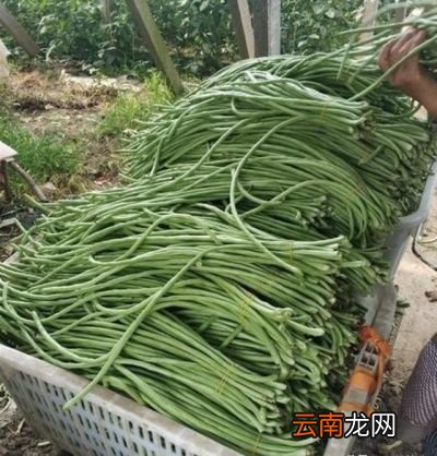 腌制豇豆的方法