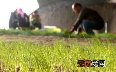 沙葱市场行情如何